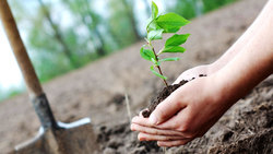 مراسم روز ملی درختکاری و آیین افتتاح ۲۲ پروژه فضای سبز در قم برگزار شد