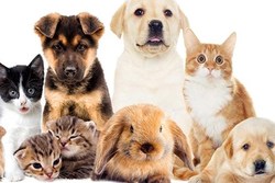 حیوانات خانگی؛ از اصلاح 260 هزار تومانی تا خانه 12 میلیونی
