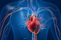 تاثیر مهم یک مولکول در پیشگیری از سکته قلبی