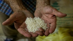 واردات و توزیع ۲۰۰ هزار تن برنج خارجی در بازار