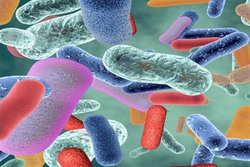 بین باکتری های روده و شخصیت انسان رابطه مستقیم وجود دارد