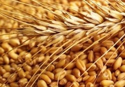 دولت جدید باید ۶ میلیون تن گندم وارد کند