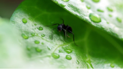 رفتار یک مورچه، مگس و عنکبوت بر اساس پیش بینی هوا تغییر می‌کند