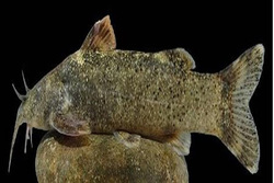 گونه جدید ماهی کشف شده به نام علی دایی نامگذاری گردید