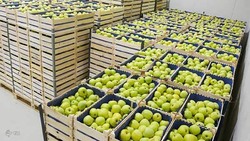 آذربایجان غربی امسال هم در تولید سیب رکورد زد