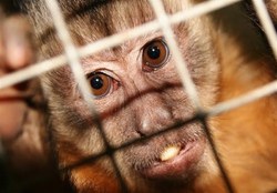آیا شیوع بیماری آبله میمون عمدی بود ؟