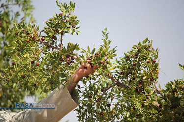 کمک جمعی از طلاب در برداشت محصول عناب به یکی روستاییان خراسان جنوبی