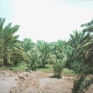 فدك