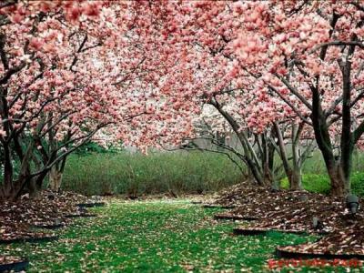 فصل بهار  شکوفه 