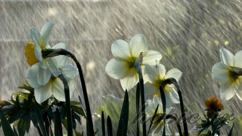 درخواست یکی از علمای لبنان برای اقامه نماز باران