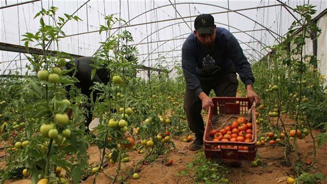 A Palestinian laborer picks tomatoes at a farm in the town of Rafah in the southern Gaza Strip on March 12, 2015. (Photo by AFP)