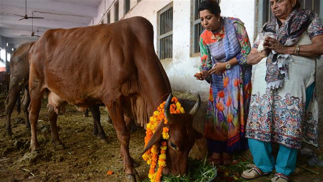 Indian devotees worship a cow during Gai Puja, cow worship, as part of the Gopal Ashtami festival, in Amritsar on November 8, 2016. (Photo by AFP)