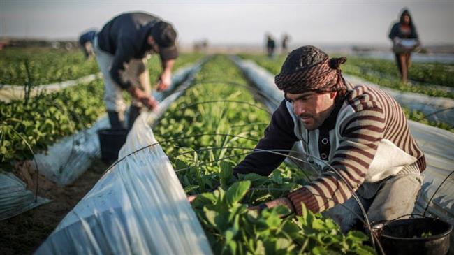 In this file picture, Palestinians harvest strawberries in a field in Beit Lahia, northern Gaza Strip.