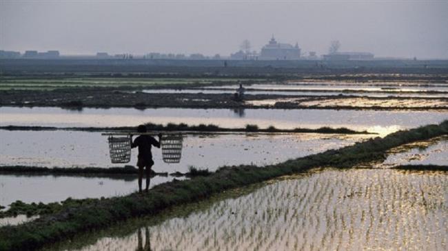 Rice fields in Shan state, Myanmar. (Getty Images)