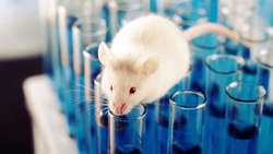 موش‌ها احتمالا منشأ اُمیکرون هستند