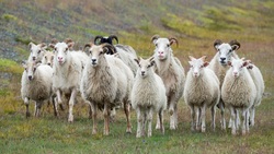 چهارمحال و بختیاری یکی از قطب‌های تولید گوشت گوسفند در کشور
