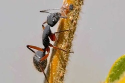 کشف کاهش درد با نیش نوعی مورچه خاص