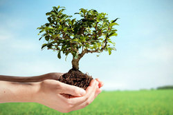 جهادی‌ها ۱/۵ میلیون اصله درخت مثمر در خانه نیازمندان می‌کارند