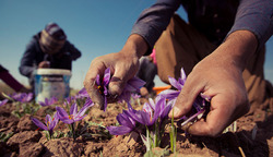 کاهش تولید زعفران به دلیل خشکسالی!