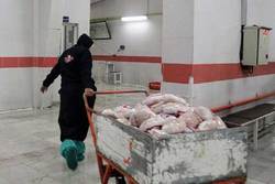 با پیگیری‌های دادستان بندرعباس ۸۰۰ کانتینر مرغ منجمد ترخیص می شود