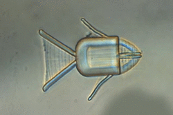 میکروربات‌های ماهی شکلی دارو‌های شیمی‌درمانی را به تومور‌ها می رسانند