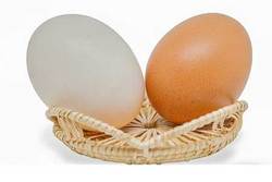 تخم مرغ را خام نخورید