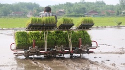 طرح کشت قراردادی برنج مورد تایید شالگاران