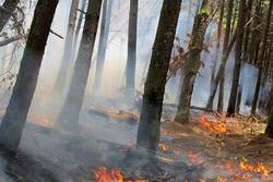 آتش سوزی در جنگل ها یکی از عامل های آلودگی هوا