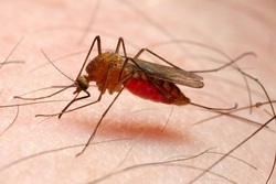 در ایران بعد سه سال، موردی از مالاریا یافت نشده