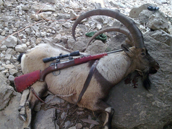 خطر انقراض برای گونه های حیوانی  اصیل ایرانی