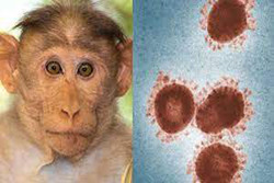 علائم بیماری آبله میمون را بشناسید