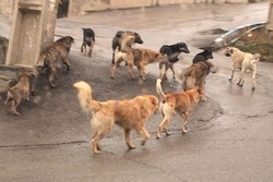 پدیده سگ‌های خیابانی حاصل کدام تصمیمات اشتباه است؟