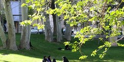 چرا درختان صد ساله در محوطه یک دانشگاه خشک شده‌اند؟