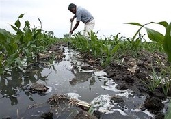 زمین برداشت برنج آبیاری شده با آب آلوده قلع و قمع شد