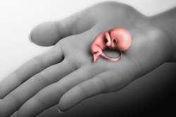 بررسی تأثیرات مخرب سقط جنین/ زنده به گور کردن مدرن در قالب نفوذ فرهنگ غربی