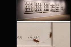 داستان حشرات موزه هنرهای معاصر تهران