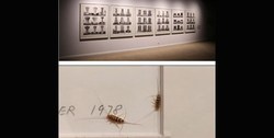 بیانیه موزه در بررسی نوع حشره، میزان نفوذ آن در گنجینه 