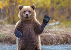 حمله خرس قهوه‌ای به ماموران یگان حفاظت محیط زیست صحت ندارد
