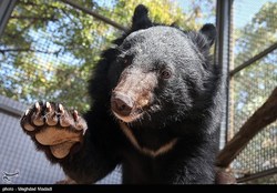 گزارشی از توله خرس سیاه بلوچی که در کلینیک حیات وحش پارک پردیسان زندگی می‌کند