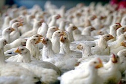 رتبه هشتم ایران در تولید مرغ دنیا