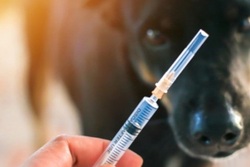 به سگ‌ها بگویید روزهای تعطیل گاز نگیرند، واکسن نیست!
