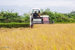کشاورزان کماکان چشم‌انتظار اعلام نرخ خرید تضمینی محصولات هستند