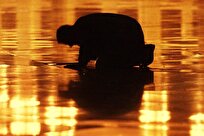 کثرت‌گرایی دینی در مسلک گرایی