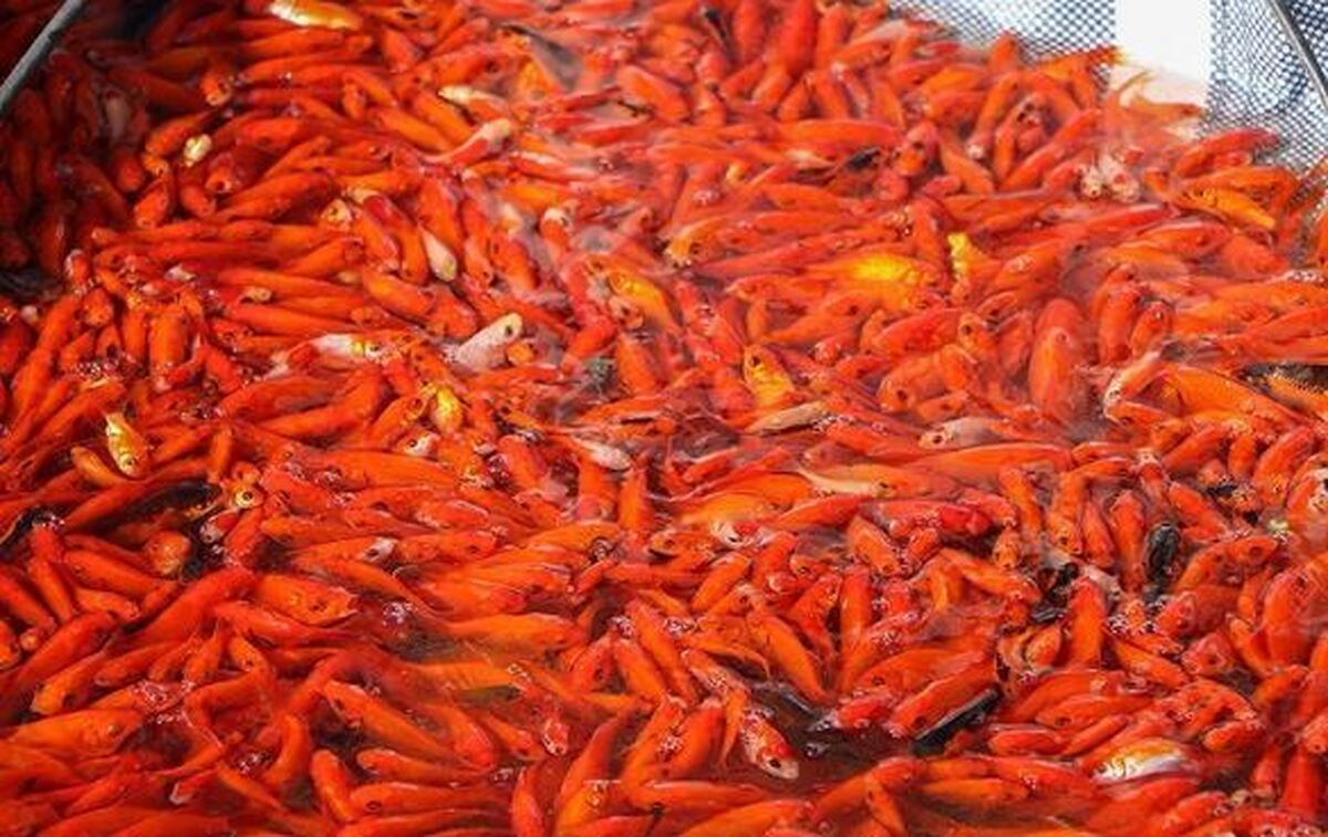 رهاسازی ماهیان در پهنههای آبی منجر به فاجعه شده است
