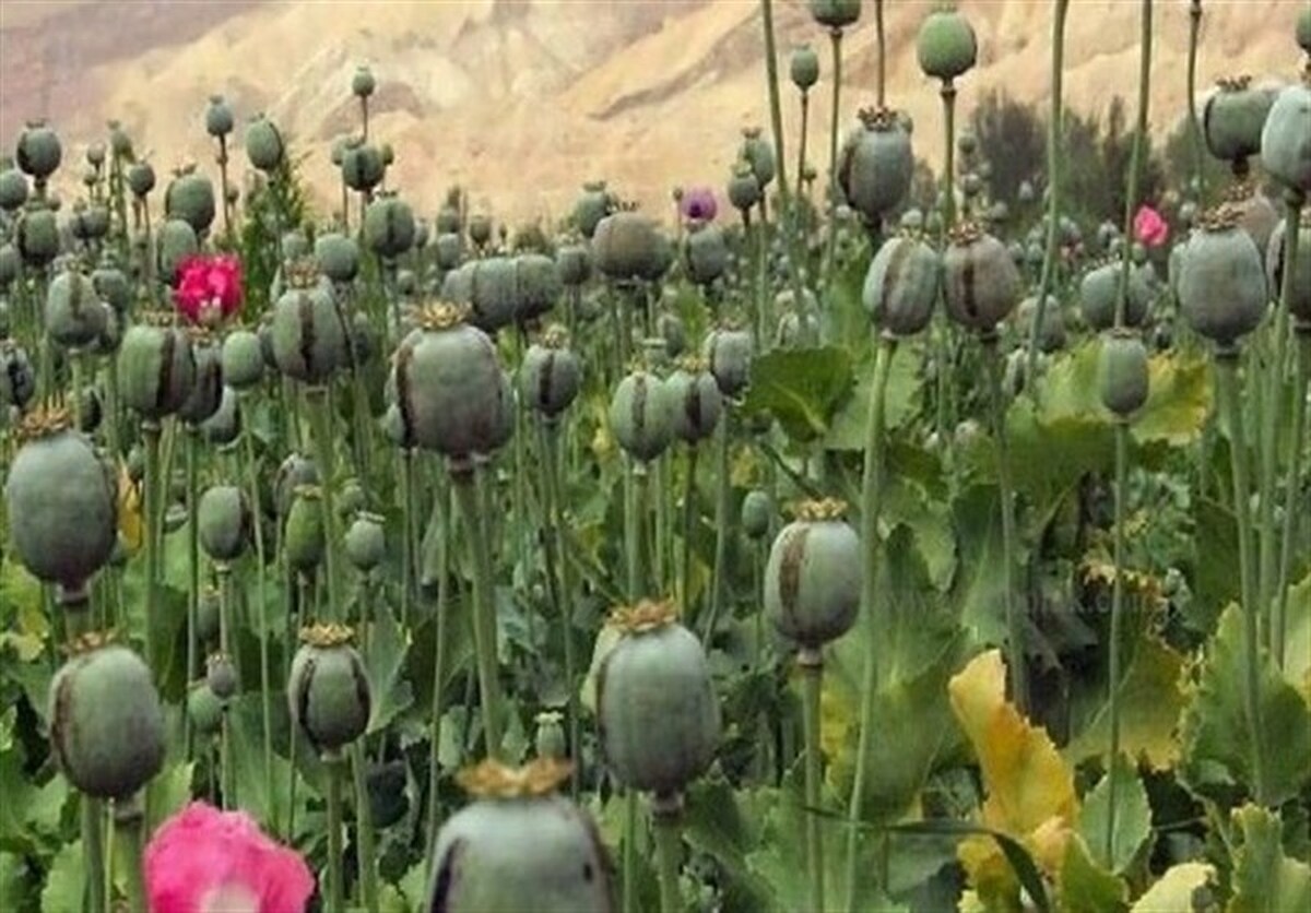 عرضه 