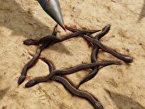 جبهه مقاومت در پساپیروزی ایران بر اسرائیل