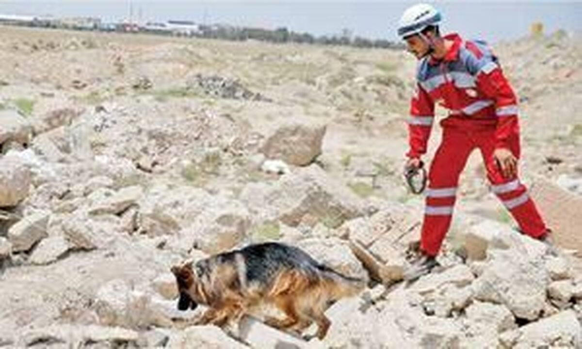 سگهایی که در ویرانیهای جنگ به دنبال زندگی دویدند