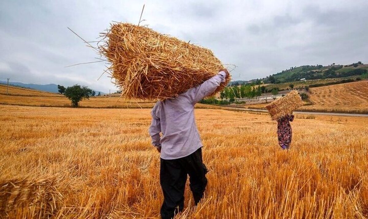 امنیت ملی بر دوش گندمکاران/ از بذر تا سفره چه میگذرد؟