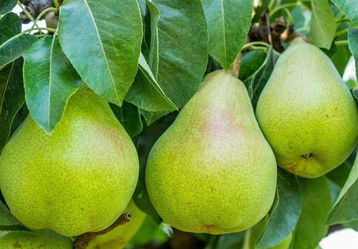 تولید میوه‌های درشت، با پرتودهی هسته‌ای