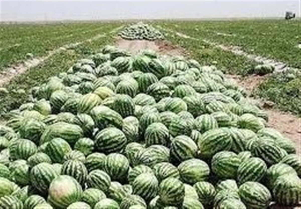 فهرست محصولات کشاورزی آببر اعلام شد/ عوارض صادراتی یکدرصدی آب مجازی